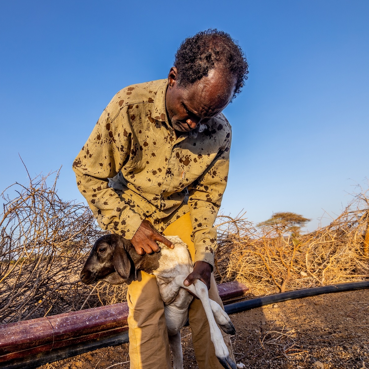 cambiamento-climatico-animali-aspect-ratio-144-144