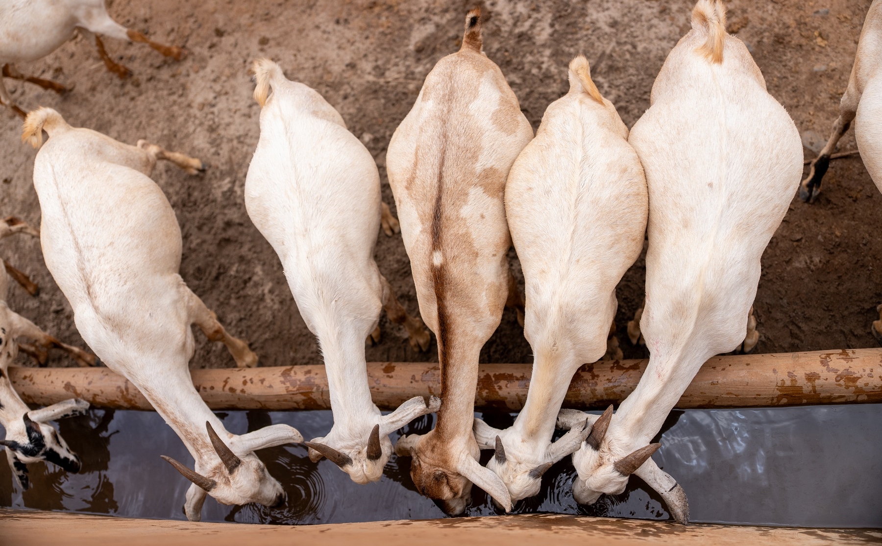 salute-animale-aspect-ratio-420-260